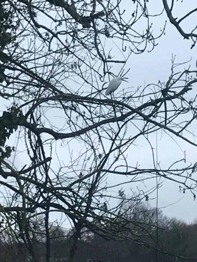 Reveil Aux Chants Des Oiseaux Asse-le-Riboul Extérieur photo